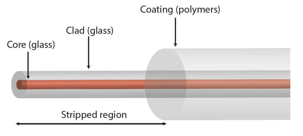 Schematic of a stripped optical fiber